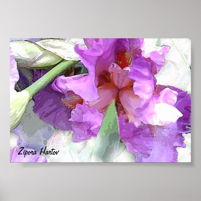 Affiches Iris (Devant)