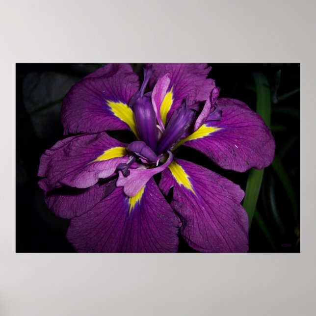 Affiches Iris d'eau 458 (Devant)