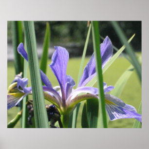 Affiches Iris d'eau sur étang