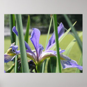 Affiches Iris d'eau sur l'étang
