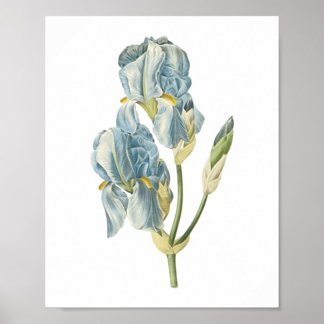 Affiches iris doux (Iris pallida) de Redouté (Devant)