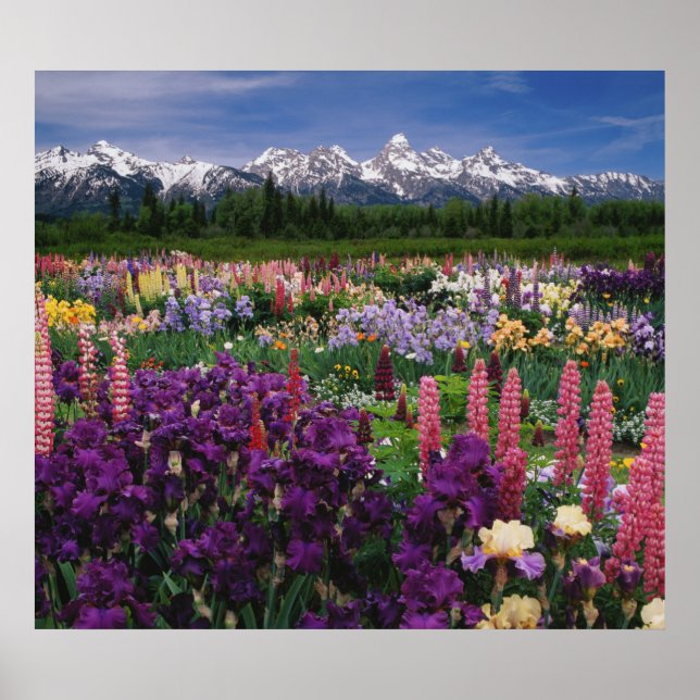 Affiches Iris et Lupine jardin et Teton Range, (Devant)