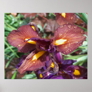 Affiches Iris et pluie
