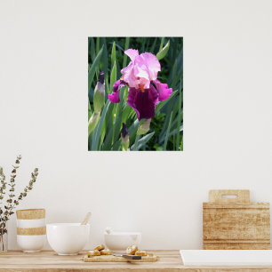 Affiches Iris Fleur Rose Baignée de Soleil