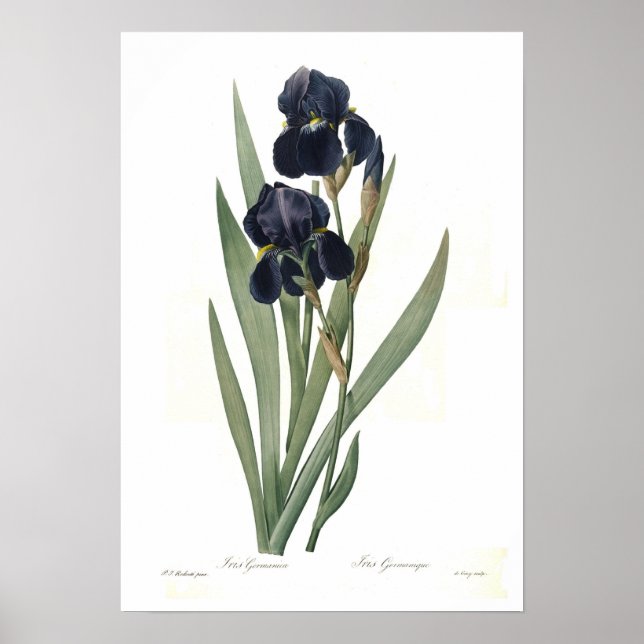 Affiches Iris germanica (Devant)