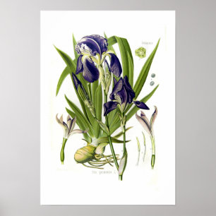 Affiches Iris germanica