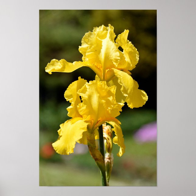 Affiches iris jaune (Devant)
