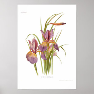 Affiches Iris orientalis