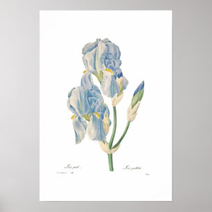 Affiches Iris pallida