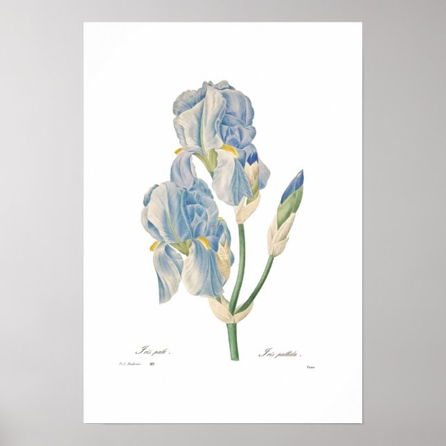 Affiches Iris pallida (Devant)