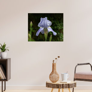 Affiches Iris Pervenche avec Jardin de Gouttes de Pluie
