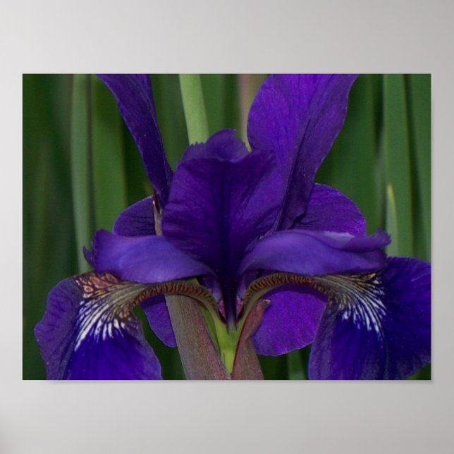 Affiches Iris pourpre (Devant)