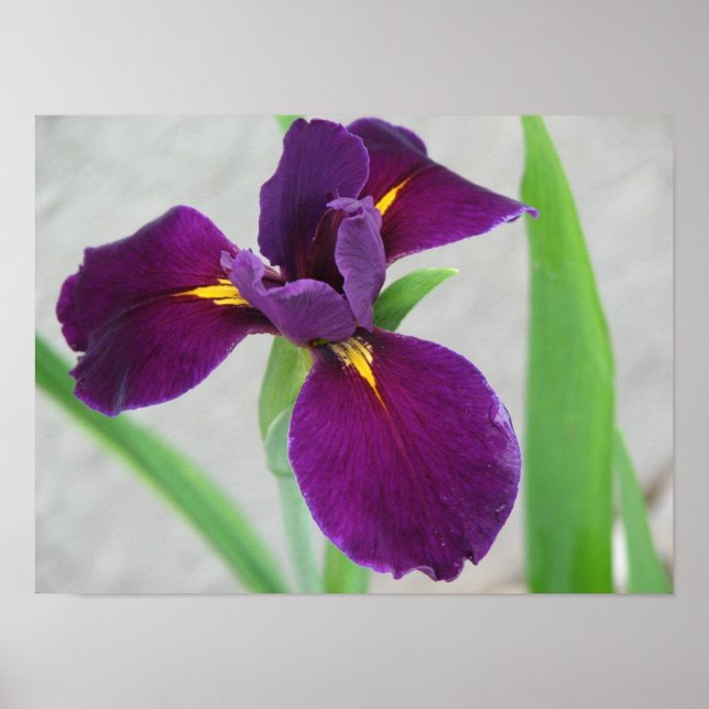Affiches Iris pourpre (Devant)