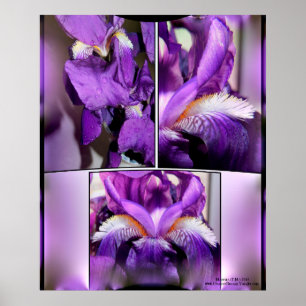 Affiches Iris pourpre