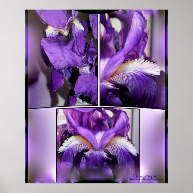 Affiches Iris pourpre (Devant)