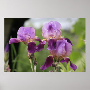 Affiches Iris pourpres !
