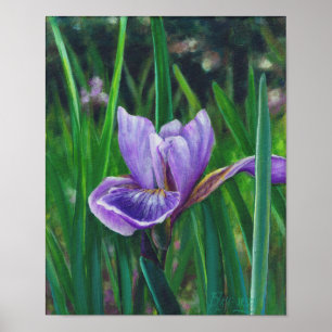 Affiches Iris sauvage
