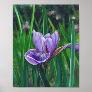 Affiches Iris sauvage