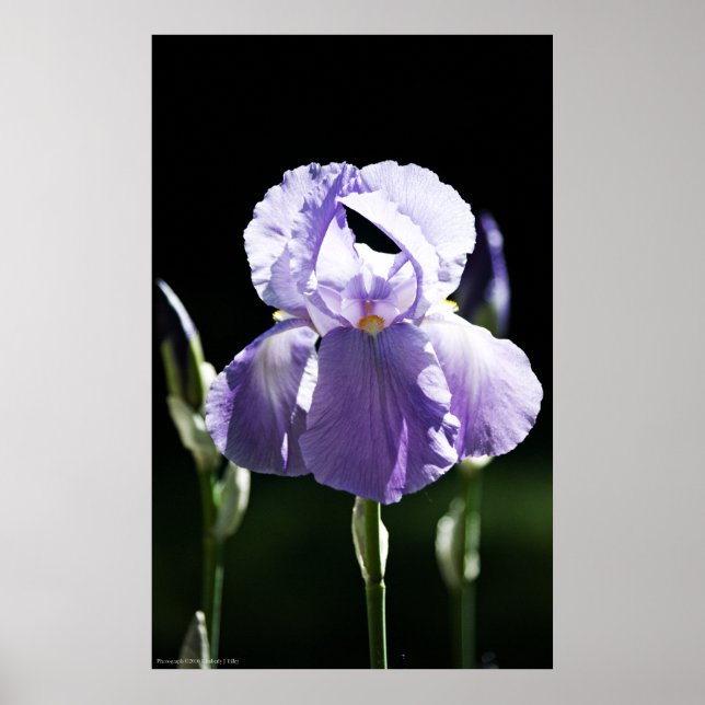 Affiches Iris Violet 8393 Imprimer (Devant)