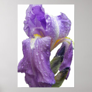 Affiches Iris violet photo