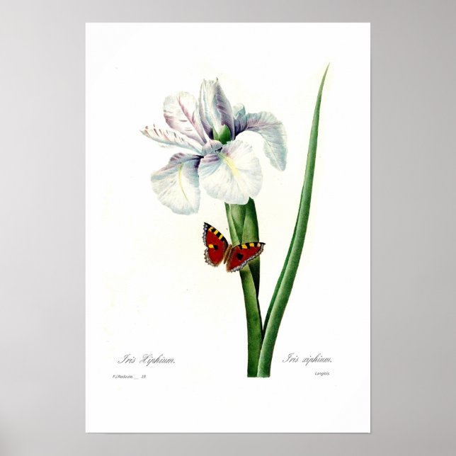 Affiches Iris xipheum (Devant)