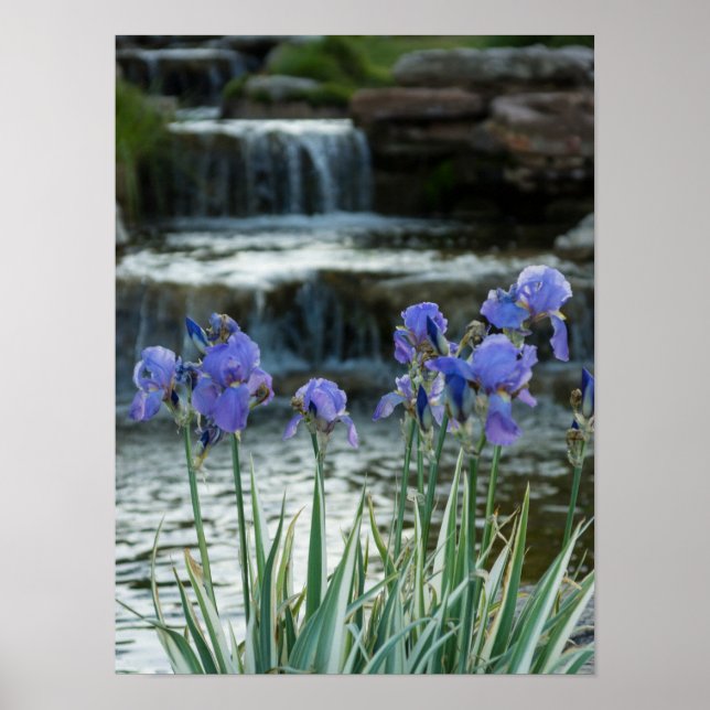 Affiches Irises Au Château (Devant)