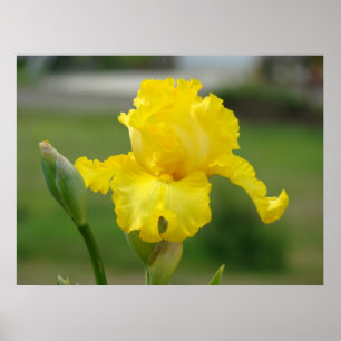 Affiches IRISES Fleurs Jaunes Iris Imprimantes d'art Affich