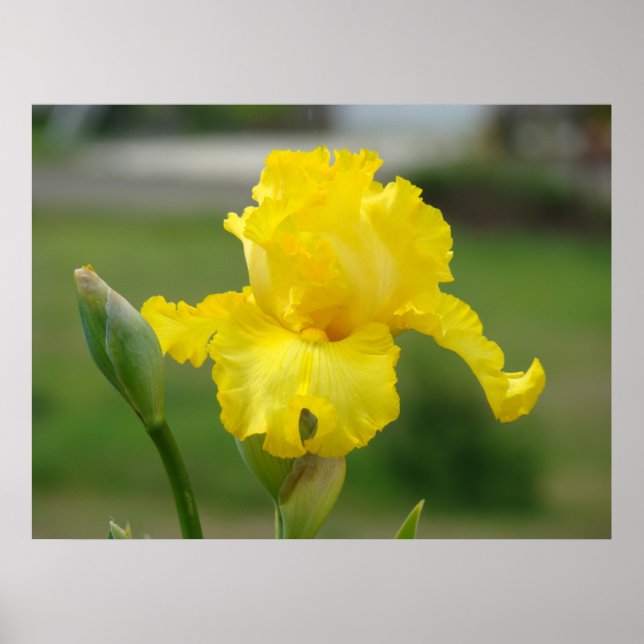 Affiches IRISES Fleurs Jaunes Iris Imprimantes d'art Affich (Devant)