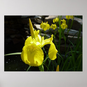 Affiches Irises Jaunes Bright Spring Floral