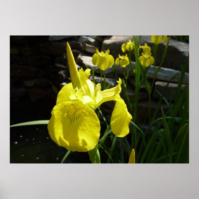 Affiches Irises Jaunes Bright Spring Floral (Devant)