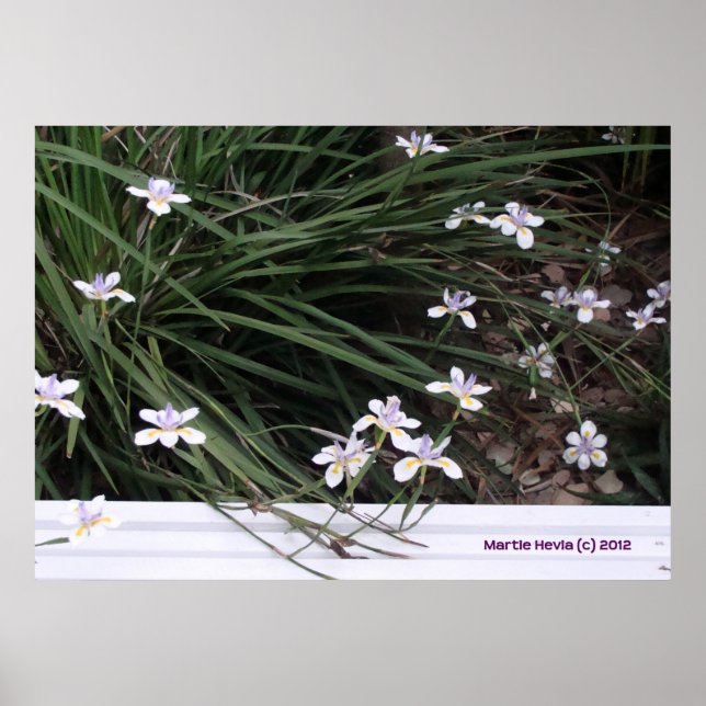 Affiches Irises papillons (Devant)