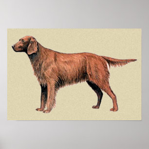 Affiches irish setter