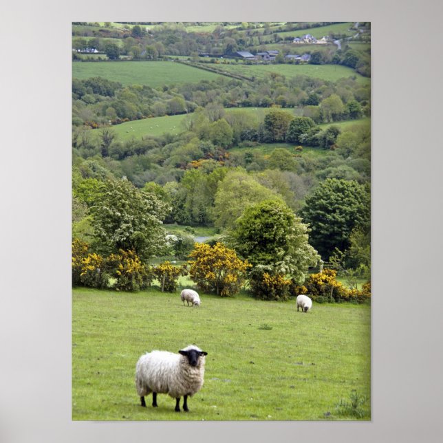 Affiches Irlande de l'Ouest, péninsule de Dingle, large (Devant)