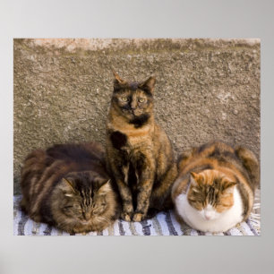 Affiches Italie, Cinque Terre, Vernazza. Trois chats à côté