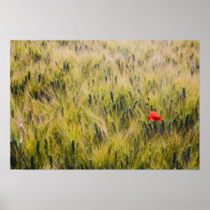 Affiches Italie, Toscane, Coquelicot solitaire dans le blé