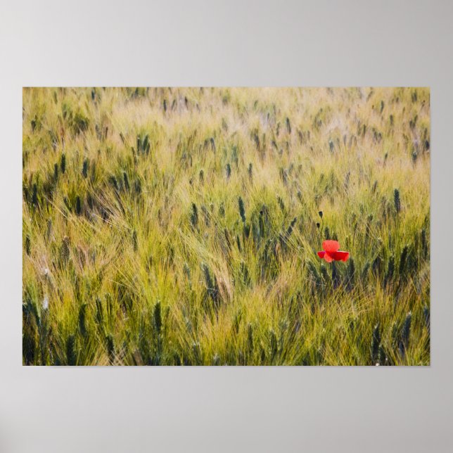Affiches Italie, Toscane, Coquelicot solitaire dans le blé  (Devant)