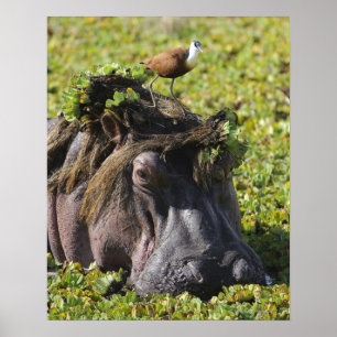 Affiches Jacana debout sur hippo's (Hippopotamus