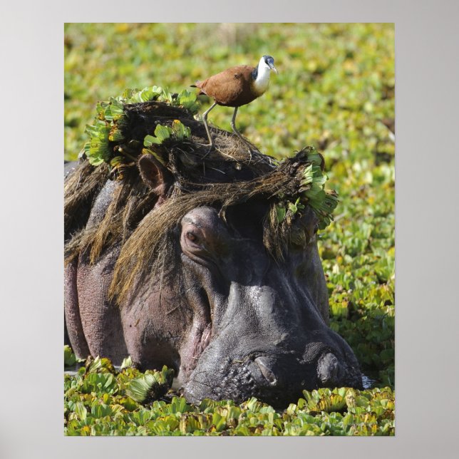 Affiches Jacana debout sur hippo's (Hippopotamus (Devant)