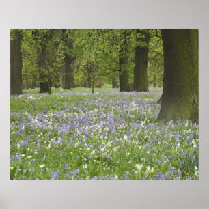 Affiches Jacinthes et chênes au printemps, Little Hagley