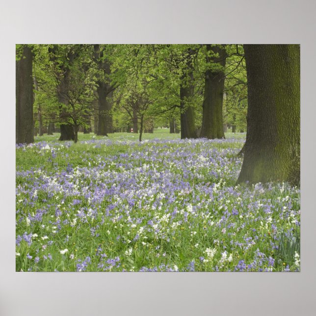 Affiches Jacinthes et chênes au printemps, Little Hagley (Devant)