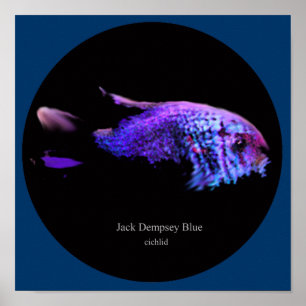 Affiches Jack dempsey bleu