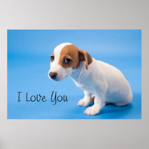 Affiches Jack Russell Puppy