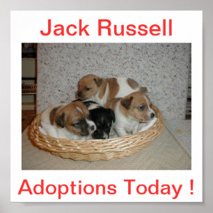 Affiches Jack Russell Terrier Dog Adoptions Today Sign