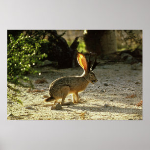 Affiches Jackalope occidental