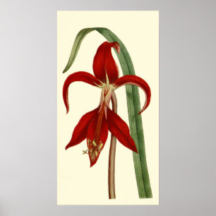 Affiches Jacobbaean Amaryllis