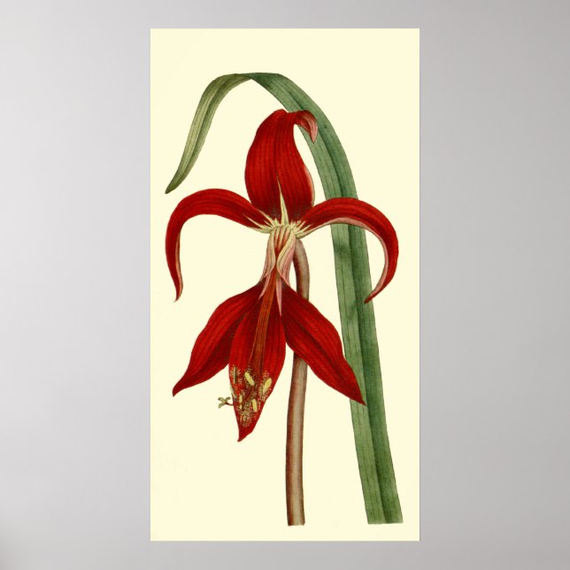 Affiches Jacobbaean Amaryllis (Devant)
