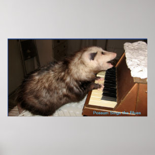 Affiches J'affiche d'opossum de perle