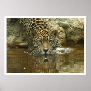 Affiches Jaguar