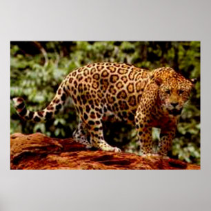 Affiches Jaguar