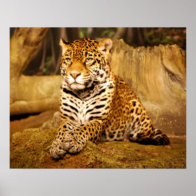 Affiches Jaguar (Devant)
